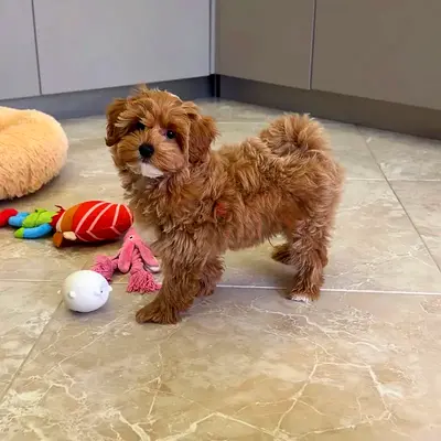 Family Friendly Tiny Maltipoo Puppies - Well Trained