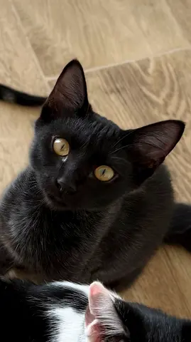 Meet Onyx – An Affectionate Rescue Kitten Looking for His Forever Home! ❤️