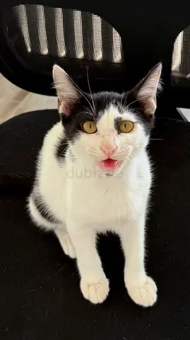 Meet Zeno – A Sweet & Playful Rescue Kitten Looking for His Forever Home!
