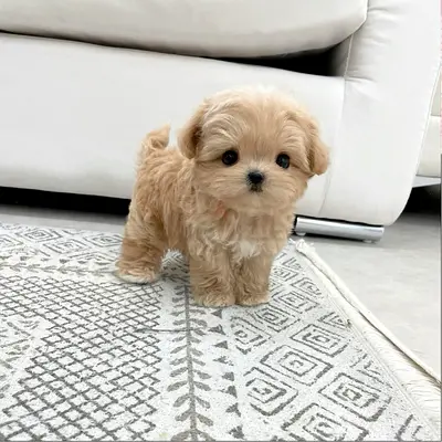 Teacup Maltipoo Puppy friendly and healthy