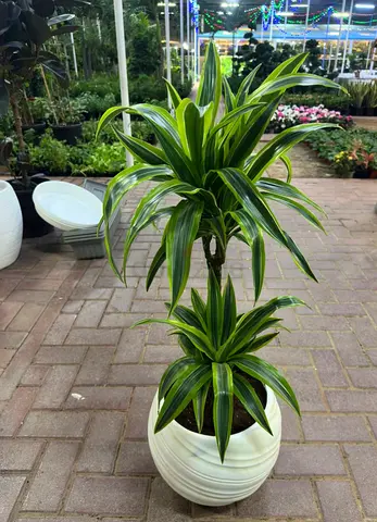 Dracaena Holland 2PP – 80/100cm – Premium Fiber Decorative Pot