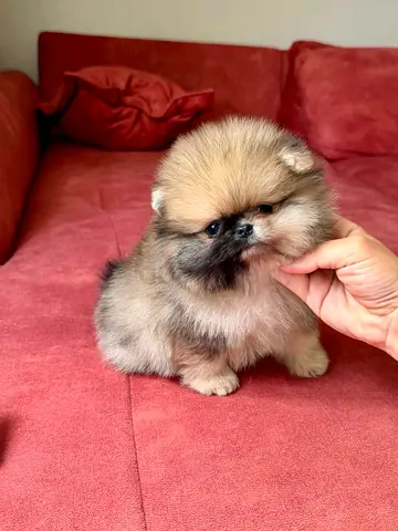 Beautiful pomeranian puppy