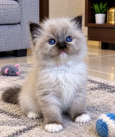 Cute Ragdoll Kittens - Ready For Loving Homes - 12 Weeks Old