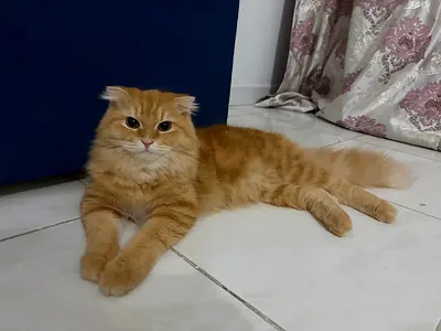 Kittens for adoption