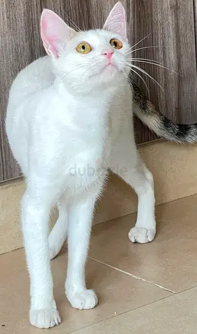 Cat for adoption