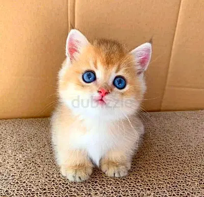Munchkin Kittens Available for adoption