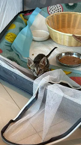 2 month old KITTEN for adoption