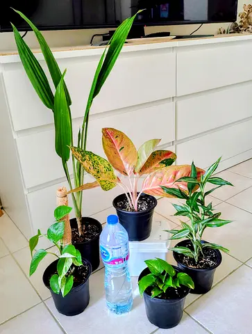 Collection of 5 indoor potted houseplants — mixed varieties, healthy starter pots