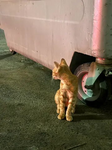 Stray kittens for adoption kindly give them home