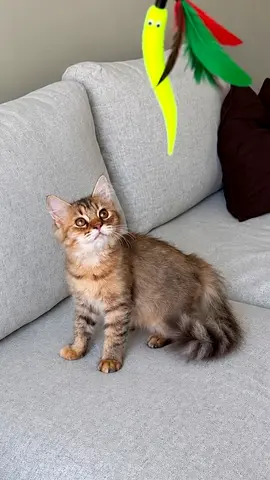 Long-haired Kitten for Adoption | 5 Months Old Female