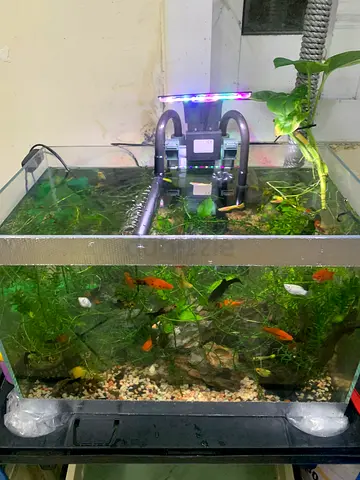 Wanted Aquarium Tank size 60 cm width