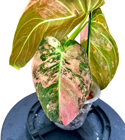 Pink Variegated Melano  Pink Variegated Melano.     Aed1000/-. Pickup in Sharjah. Delivery can be ar
