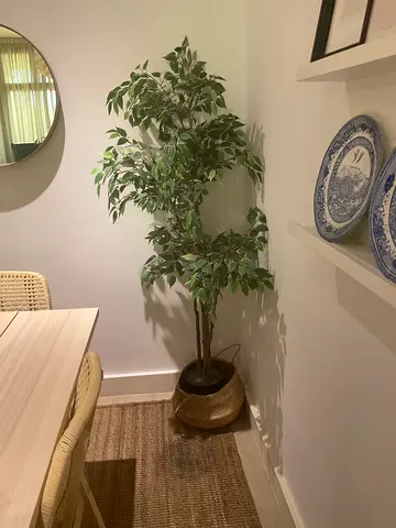 IKEA Artificial Ficus Tree in Basket – Good Condition