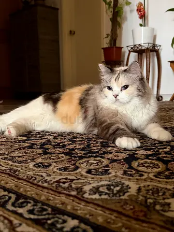Two Lovely Cats for Adoption – Ragdoll & Himalayan