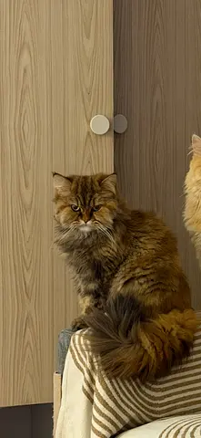 Cat for adoption