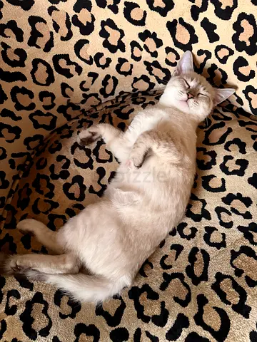 Siamese cat for adoption