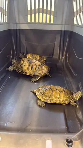 Red-eared aquatic turtles.