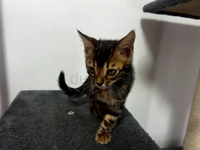 2 and half month-old lovely bengal kittens available for adoption