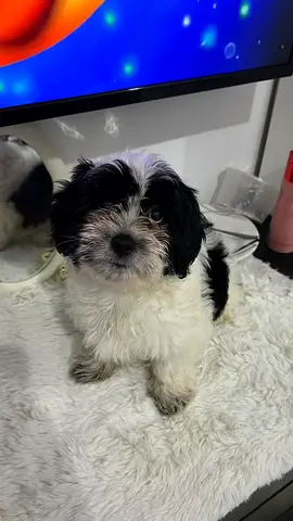 Havanese puppy, friendly and healthy is looking for new home