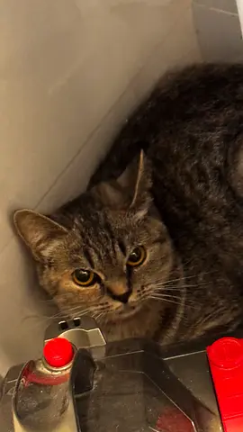 Coco cat
