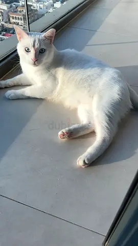 Male White cat with blue eyes looking for a new home