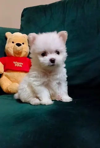 Maltipom white puppy