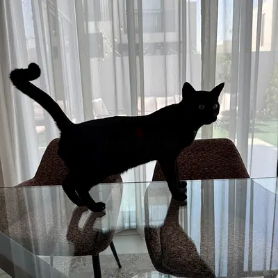 Friendly adult black cat looking for a new home
