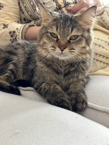 Cat for free adoption