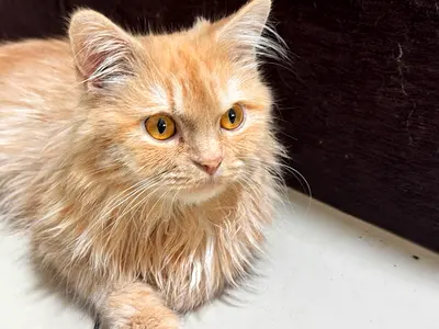 Persian Cat