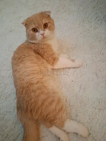 cat for adoption