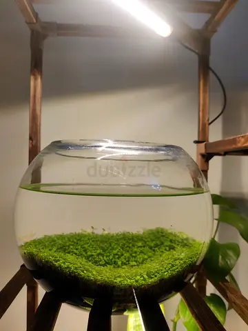 Small Glass Aquatic Plant Bowl with Carpet Moss (Ready Planted)