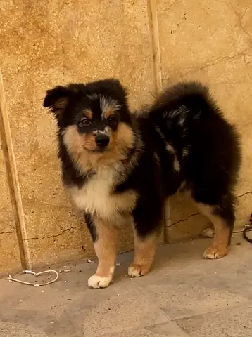Very attractive male Merle German Spitz puppy, two months old, vaccinated and passported