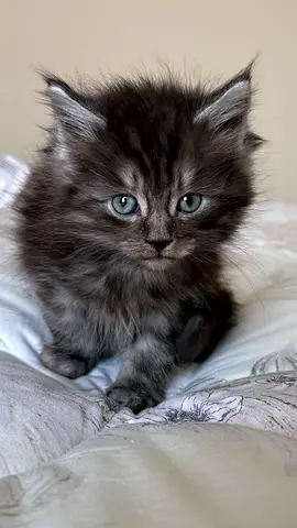 Kittens for adoption