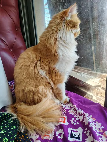 Cats for free adoption