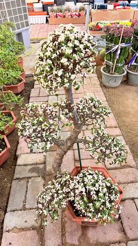 Premium Live Variegated Elephant Bush, Rainbow Bush, or Mini Jade from Thailand – 70–80 cm | Luxury