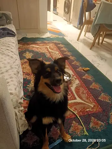 🐶 Miniature Australian Shepherd Mix – 10 Months Old – Looking for a Loving Home ❤️