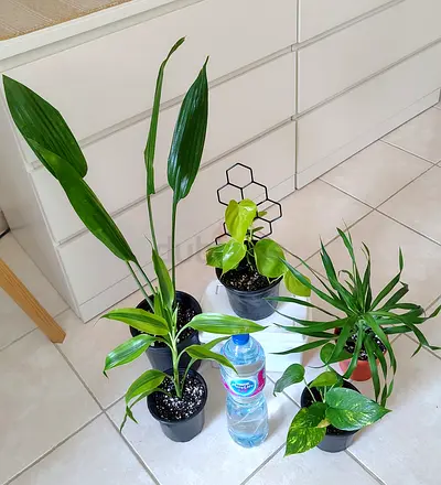 Indoor plant lot — pothos, dracaena and others (5 pots)