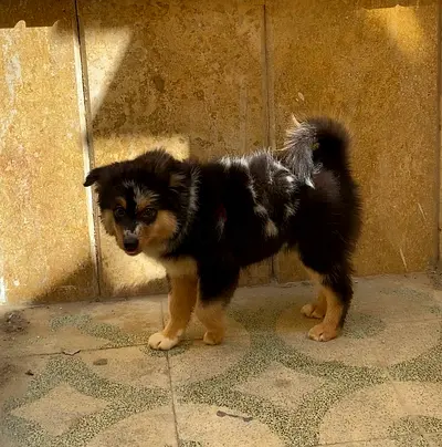 Very attractive male Merle German Spitz puppy, two months old, vaccinated and passported
