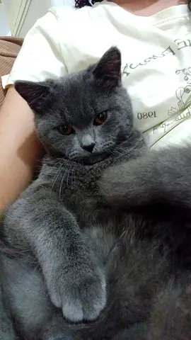 🐾 4 Adult Male Cats Looking for Loving Homes