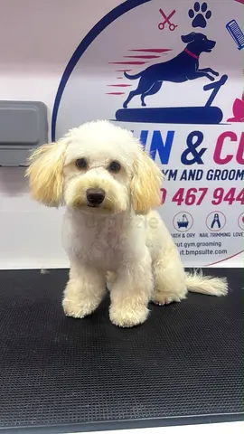 🐶 Female Maltipoo – Free Adoption ❤️

Beautiful, friendly, and playful female Maltipoo looking for