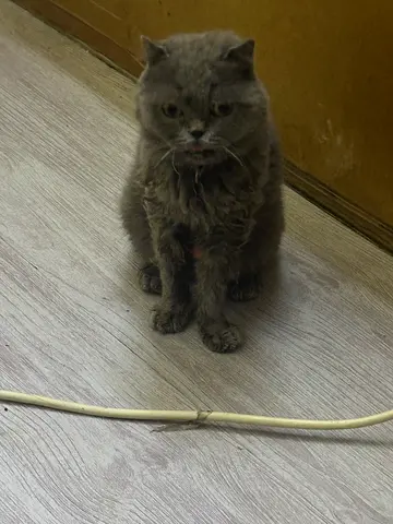 Friendly grey adult cat available for adoption