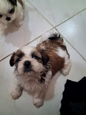 Puppys for rehoming
