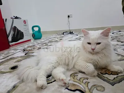 Turkish Angora Cat for adoption