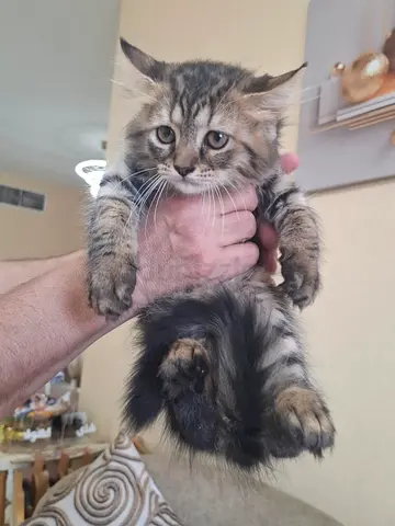 3-month-old longhair Siberian kitten — friendly and playful
