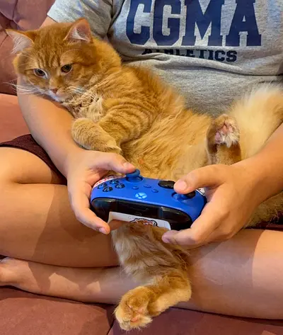 Giving cat away for adoption