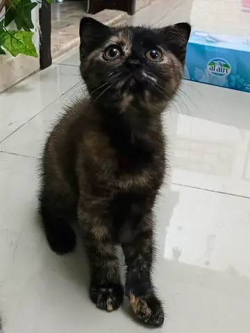 Unique tortoiseshell Scottish fold kitten female looking for a home