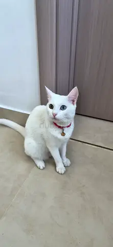 انثى انجورا للتبني مجانا