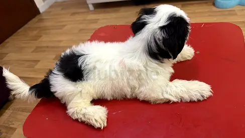 Young black and white puppy — playful, healthy, ready for a home