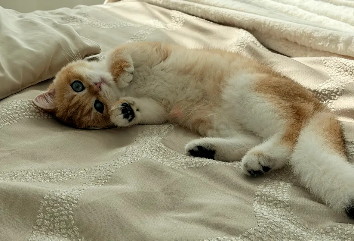 gallery-image