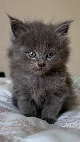 Kittens for adoption